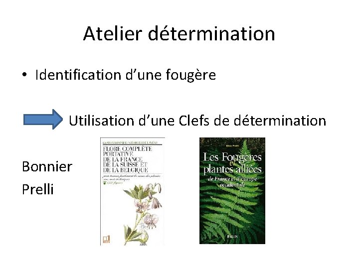 Atelier détermination • Identification d’une fougère Utilisation d’une Clefs de détermination Bonnier Prelli 