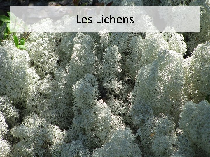 Les Lichens 