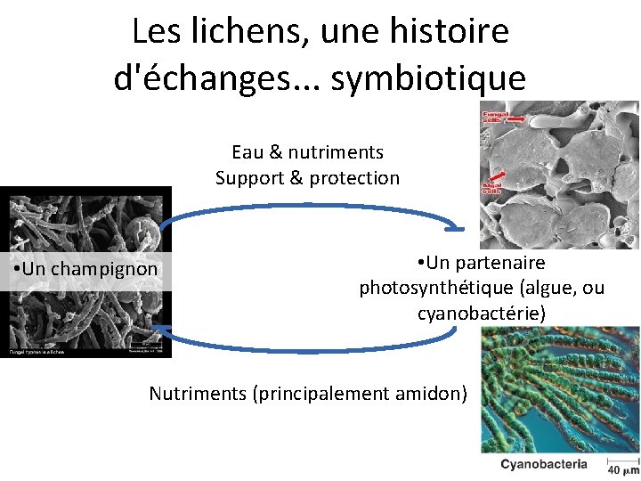 Les lichens, une histoire d'échanges. . . symbiotique Eau & nutriments Support & protection