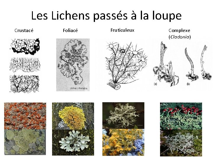 Les Lichens passés à la loupe Crustacé Foliacé Fruticuleux Complexe (Cladonia) 