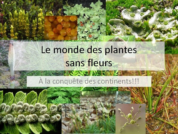 Le monde des plantes sans fleurs À la conquête des continents!!! 