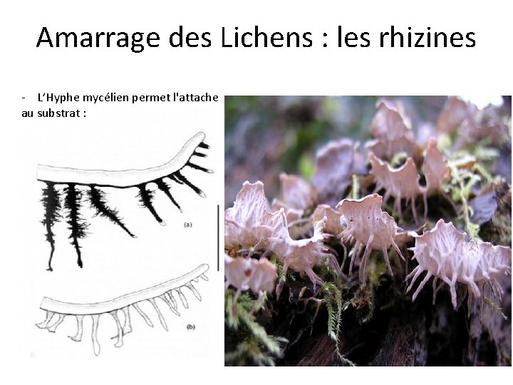 Amarrage des Lichens : les rhizines - L’Hyphe mycélien permet l'attache au substrat :