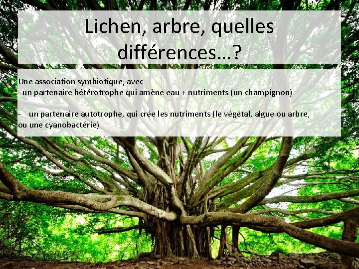 Lichen, arbre, quelles différences…? Une association symbiotique, avec - un partenaire hétérotrophe qui amène