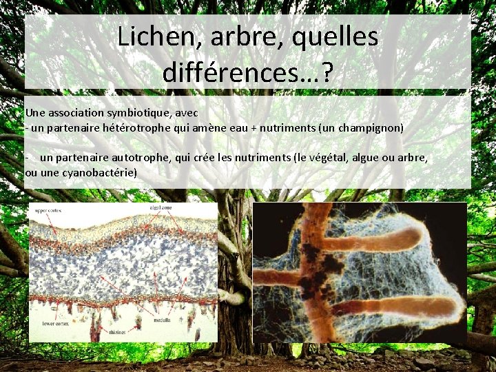 Lichen, arbre, quelles différences…? Une association symbiotique, avec - un partenaire hétérotrophe qui amène