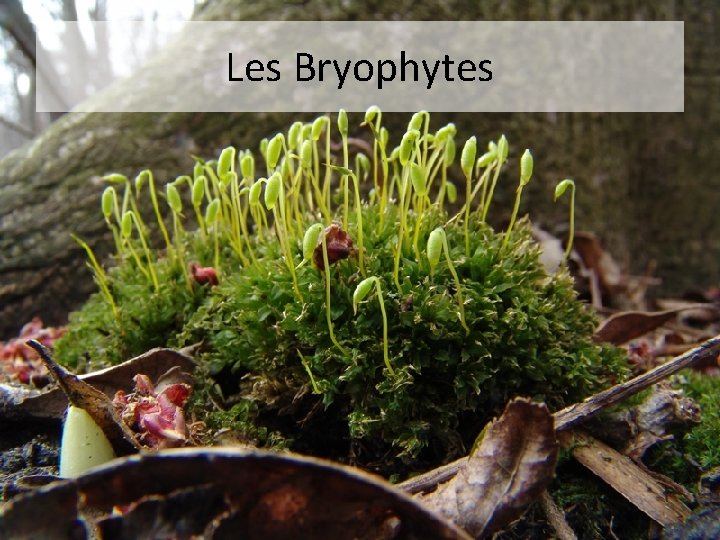 Les Bryophytes 