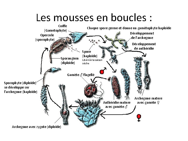 Les mousses en boucles : Coiffe (Gametophyte) Opercule (sporophyte) Chaque spore germe et donne