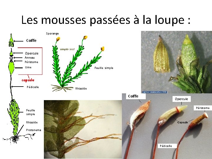 Les mousses passées à la loupe : Sporange Coiffe Opercule Anneau Péristome Urne Pédicelle