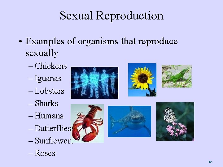 Sexual Reproduction • Examples of organisms that reproduce sexually – Chickens – Iguanas –