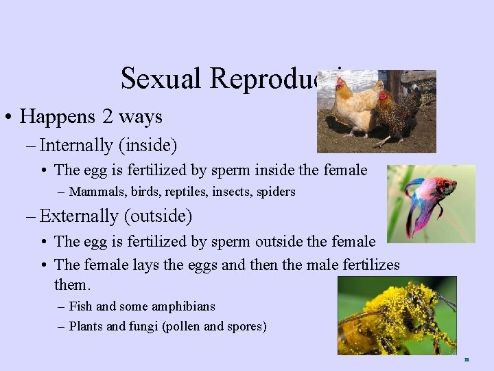 Sexual Reproduction • Happens 2 ways – Internally (inside) • The egg is fertilized