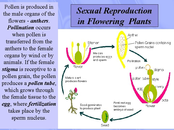 Pollen is produced in the male organs of the flowers - anthers. Pollination occurs