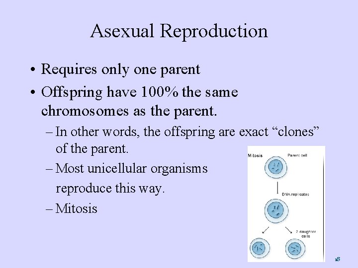 Asexual Reproduction • Requires only one parent • Offspring have 100% the same chromosomes