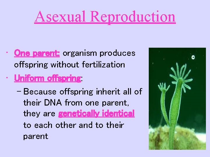 Asexual Reproduction • One parent: organism produces offspring without fertilization • Uniform offspring: –