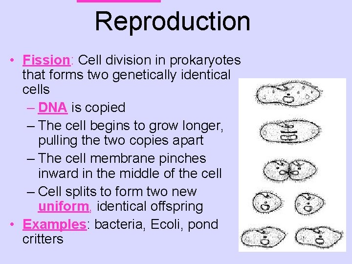 Reproduction • Fission: Cell division in prokaryotes that forms two genetically identical cells –