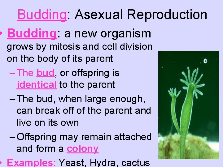 Budding: Asexual Reproduction • Budding: a new organism grows by mitosis and cell division