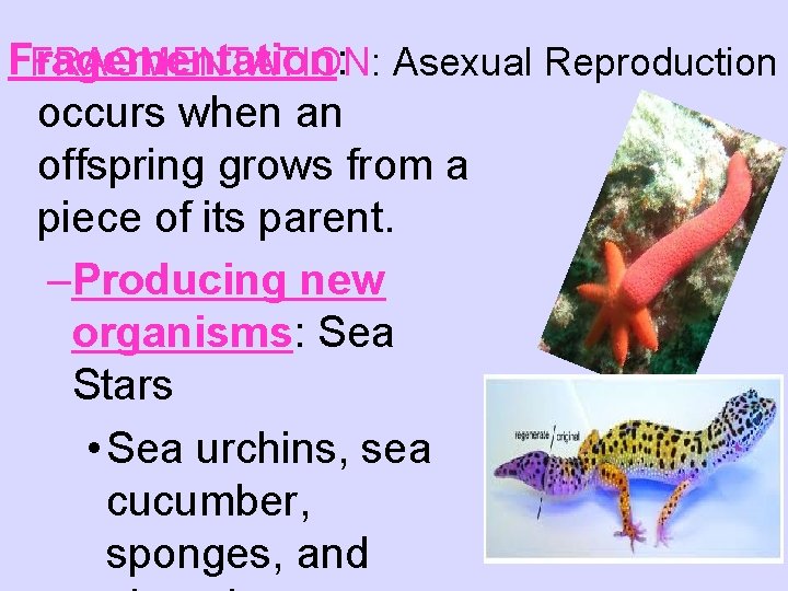 Fragementation: FRAGMENTATION: Asexual Reproduction occurs when an offspring grows from a piece of its