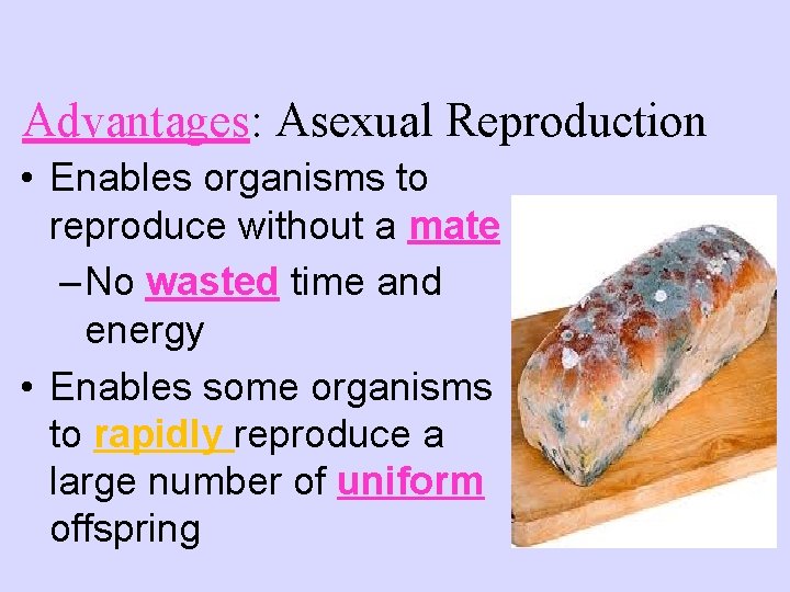 Advantages: Asexual Reproduction • Enables organisms to reproduce without a mate – No wasted