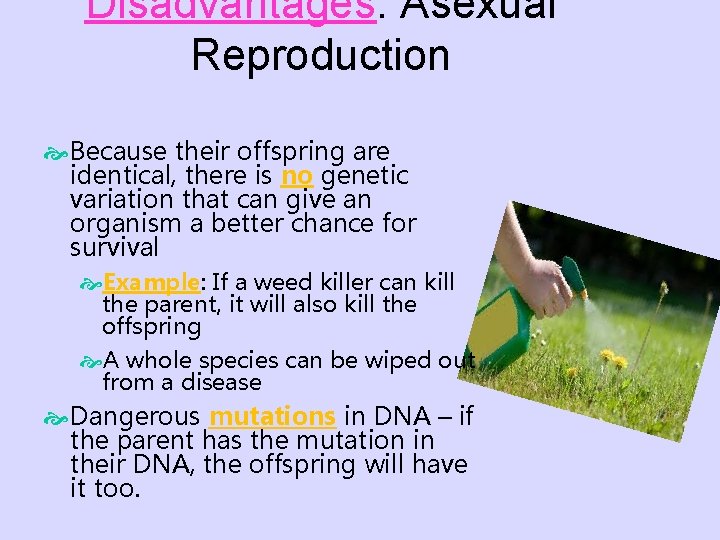 Disadvantages: Asexual Reproduction Because their offspring are identical, there is no genetic variation that