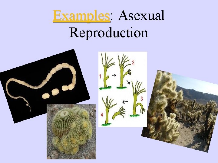 Examples: Examples Asexual Reproduction 