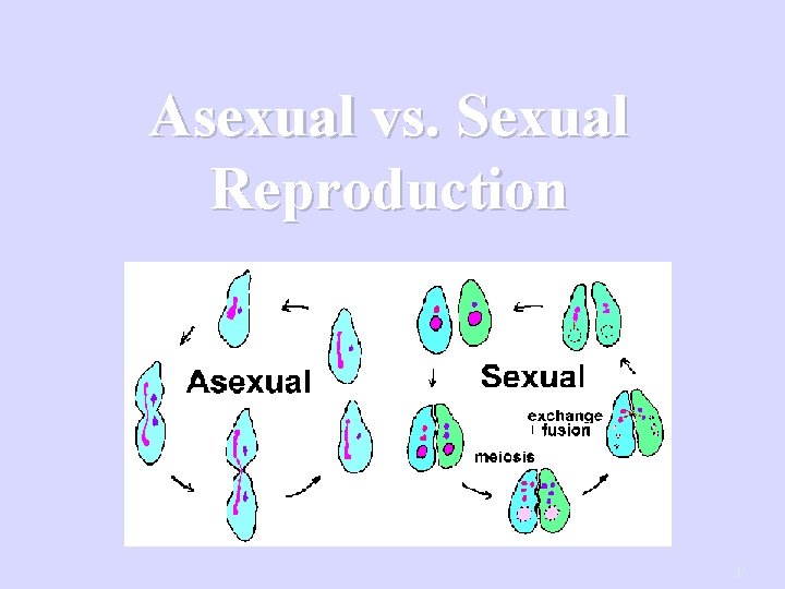 Asexual vs. Sexual Reproduction 37 