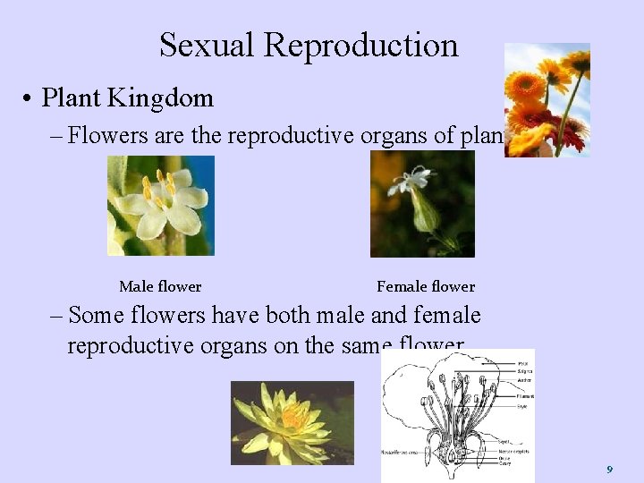 Sexual Reproduction • Plant Kingdom – Flowers are the reproductive organs of plants. Male