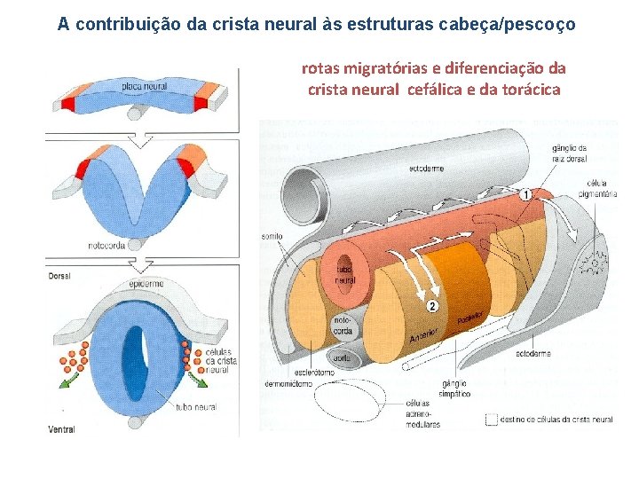 A contribuição da crista neural às estruturas cabeça/pescoço rotas migratórias e diferenciação da crista