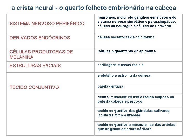 a crista neural - o quarto folheto embrionário na cabeça SISTEMA NERVOSO PERIFÉRICO neurônios,