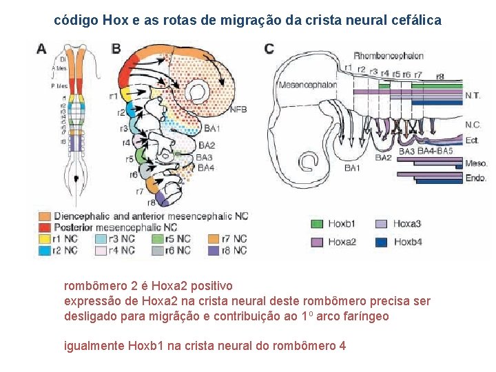 código Hox e as rotas de migração da crista neural cefálica rombômero 2 é