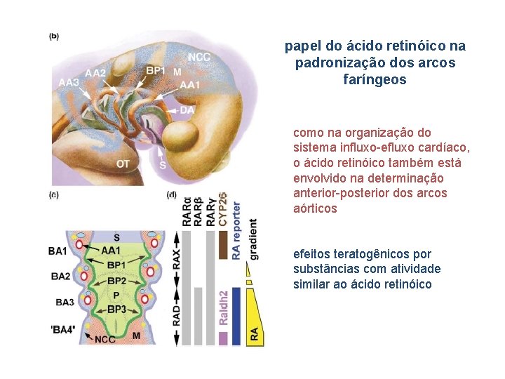 papel do ácido retinóico na padronização dos arcos faríngeos como na organização do sistema