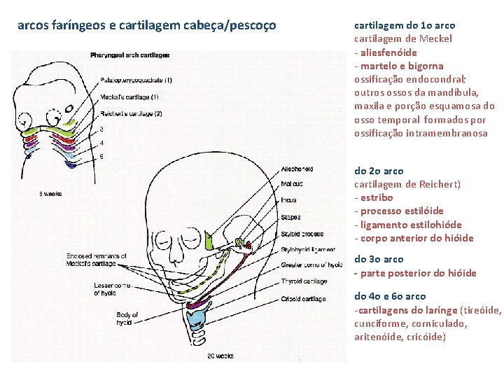 arcos faríngeos e cartilagem cabeça/pescoço cartilagem do 1 o arco cartilagem de Meckel -