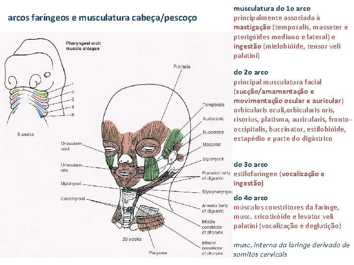 arcos faríngeos e musculatura cabeça/pescoço musculatura do 1 o arco principalmente associada á mastigação