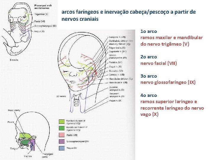 arcos faríngeos e inervação cabeça/pescoço a partir de nervos craniais 1 o arco ramos