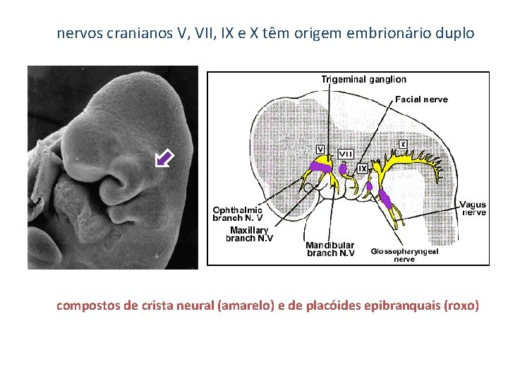 nervos cranianos V, VII, IX e X têm origem embrionário duplo compostos de crista