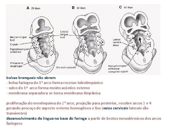 bolsas branquais não abrem - bolsa faríngea do 1 o arco forma recesso tubotimpánico