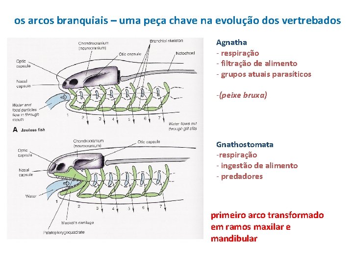 os arcos branquiais – uma peça chave na evolução dos vertrebados Agnatha - respiração