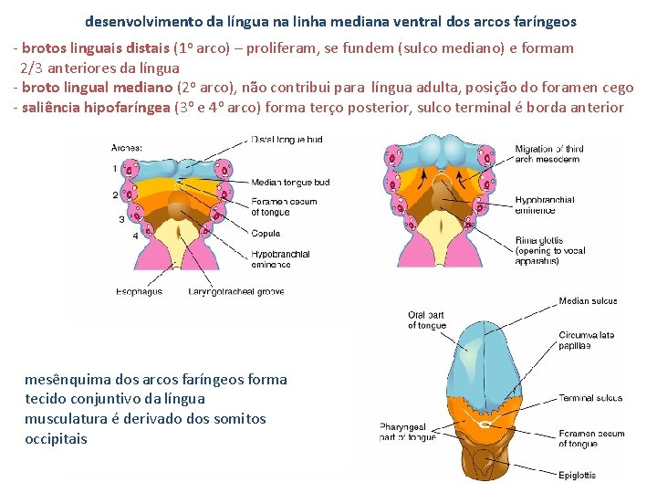 desenvolvimento da língua na linha mediana ventral dos arcos faríngeos - brotos linguais distais