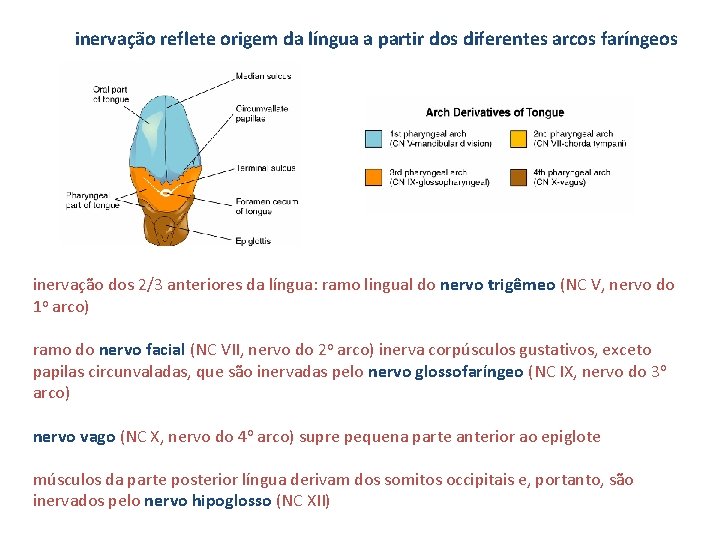 inervação reflete origem da língua a partir dos diferentes arcos faríngeos inervação dos 2/3