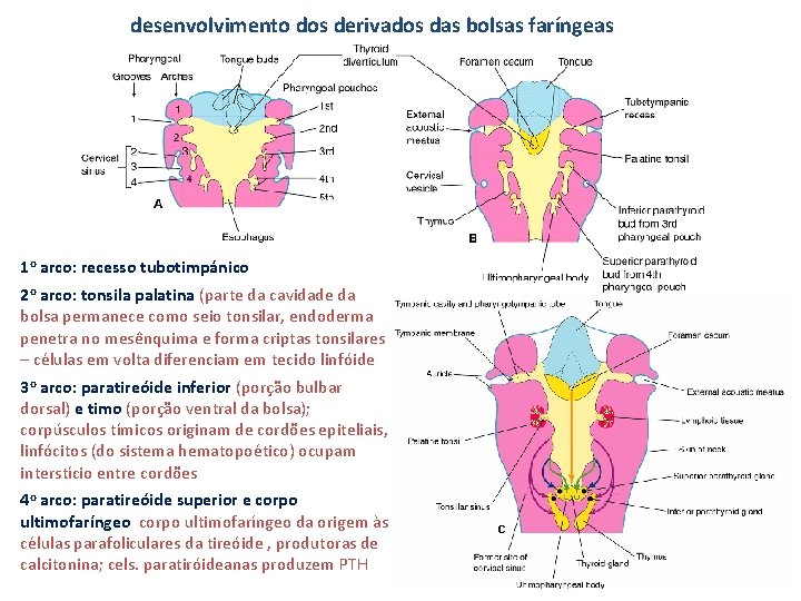 desenvolvimento dos derivados das bolsas faríngeas 1 o arco: recesso tubotimpánico 2 o arco: