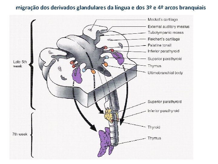 migração dos derivados glandulares da língua e dos 3º e 4º arcos branquiais 