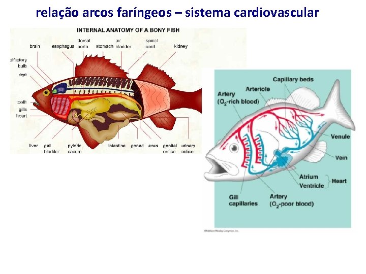 relação arcos faríngeos – sistema cardiovascular 