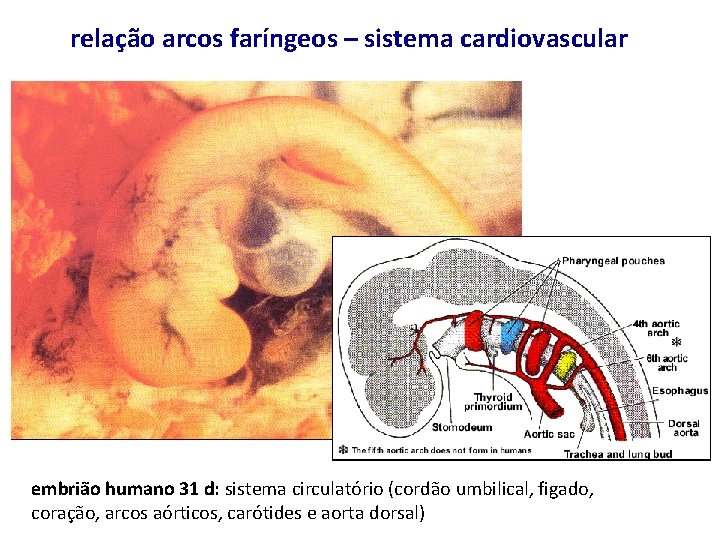 relação arcos faríngeos – sistema cardiovascular embrião humano 31 d: sistema circulatório (cordão umbilical,