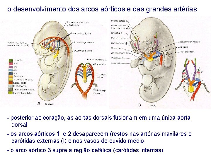 o desenvolvimento dos arcos aórticos e das grandes artérias - posterior ao coração, as