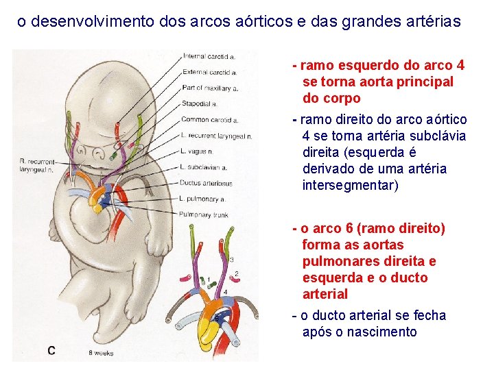 o desenvolvimento dos arcos aórticos e das grandes artérias - ramo esquerdo do arco
