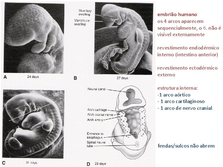 embrião humano os 4 arcos aparecem sequencialmente, o 6. não é visível externamente revestimento