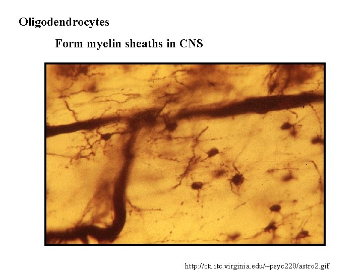 Oligodendrocytes Form myelin sheaths in CNS http: //cti. itc. virginia. edu/~psyc 220/astro 2. gif