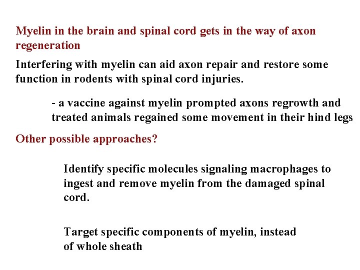 Myelin in the brain and spinal cord gets in the way of axon regeneration