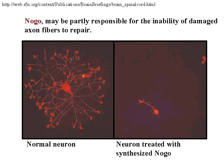 http: //web. sfn. org/content/Publications/Brain. Briefings/brain_spinalcord. html Nogo, may be partly responsible for the inability