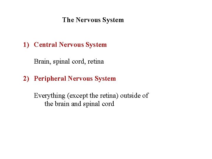 The Nervous System 1) Central Nervous System Brain, spinal cord, retina 2) Peripheral Nervous