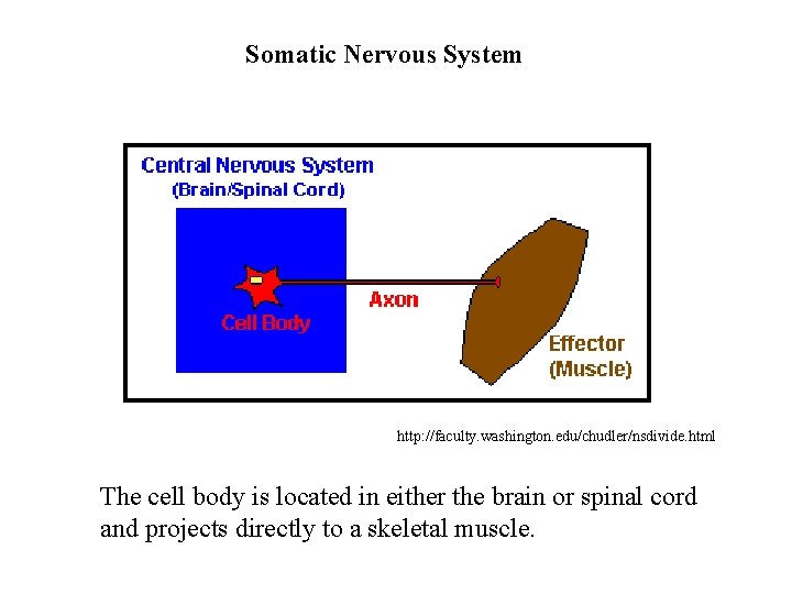 Somatic Nervous System http: //faculty. washington. edu/chudler/nsdivide. html The cell body is located in