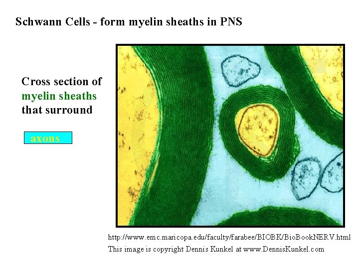 Schwann Cells - form myelin sheaths in PNS Cross section of myelin sheaths that