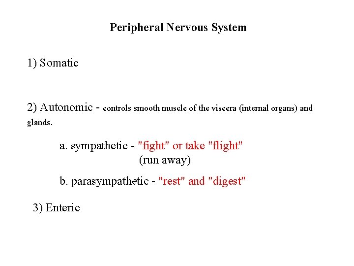 Peripheral Nervous System 1) Somatic 2) Autonomic - controls smooth muscle of the viscera